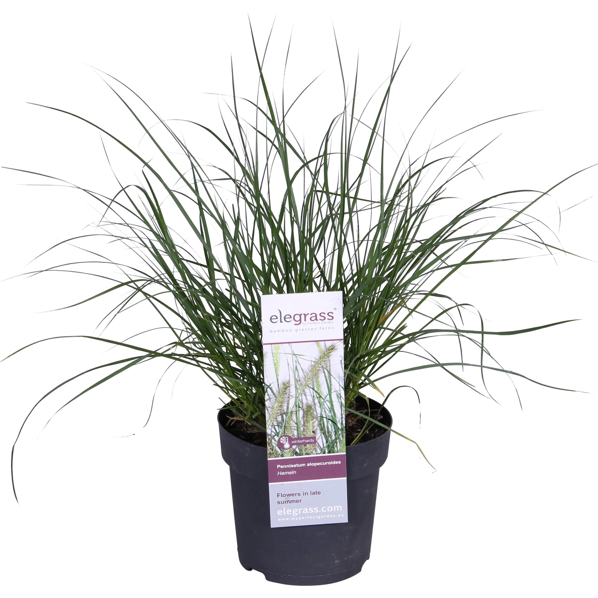 Pennisetum Alopecuroides "Hameln" - Lampenpolniengras