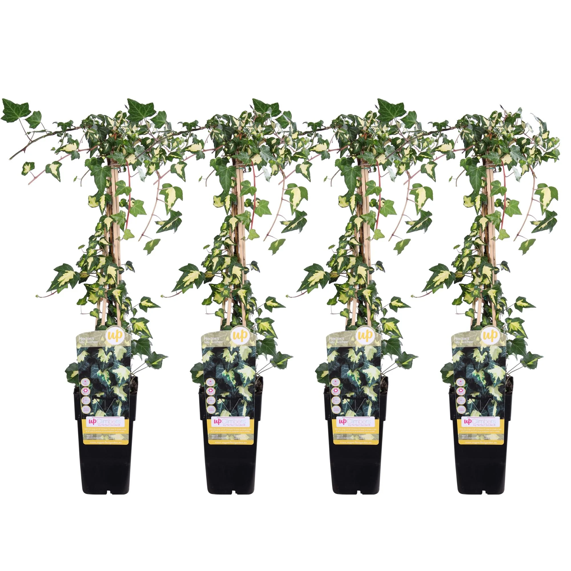 4x - Hedera helix Goldheart - ↨65cm - Ø15 Bild 1