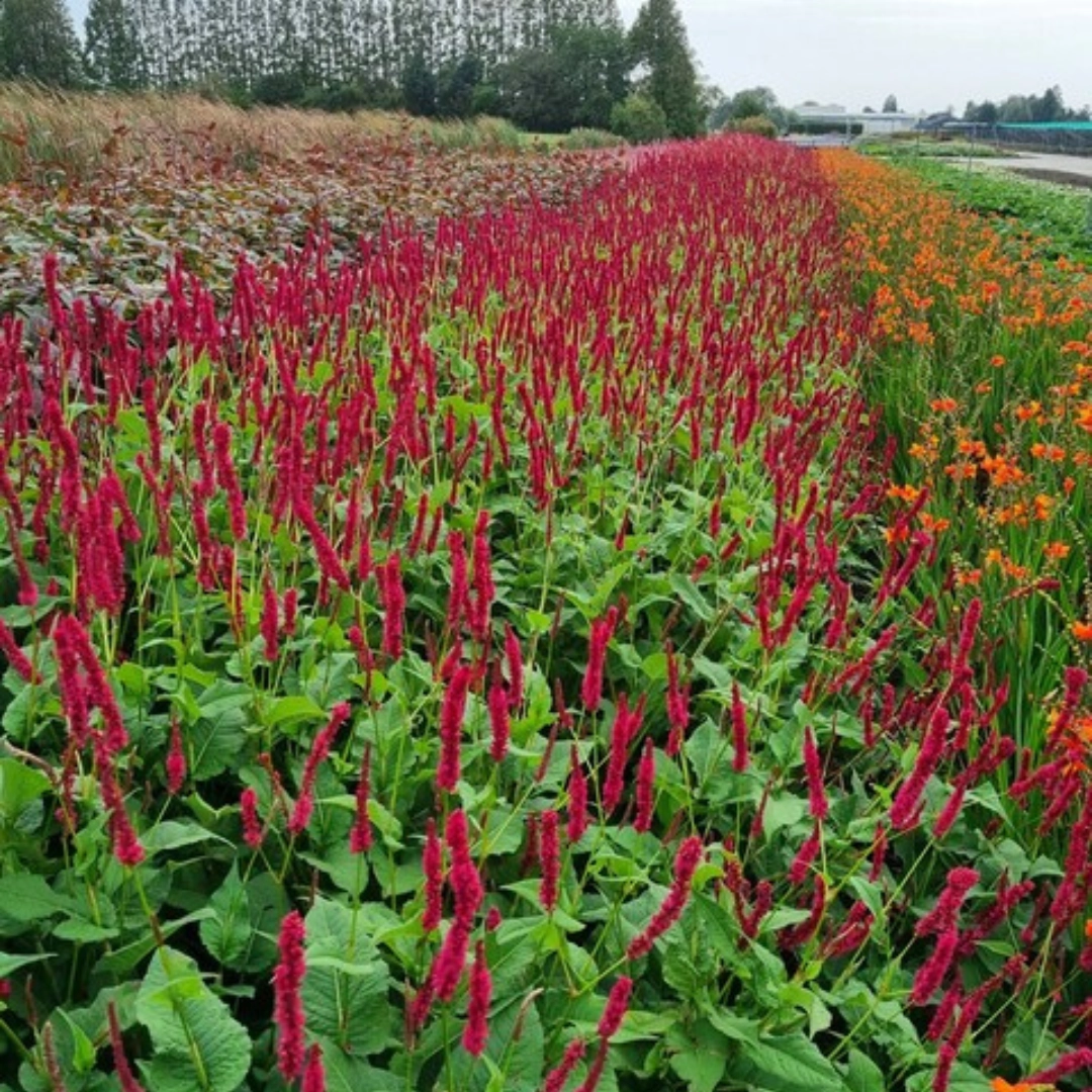 Persicaria amplexicaulis ‘Blackfield’