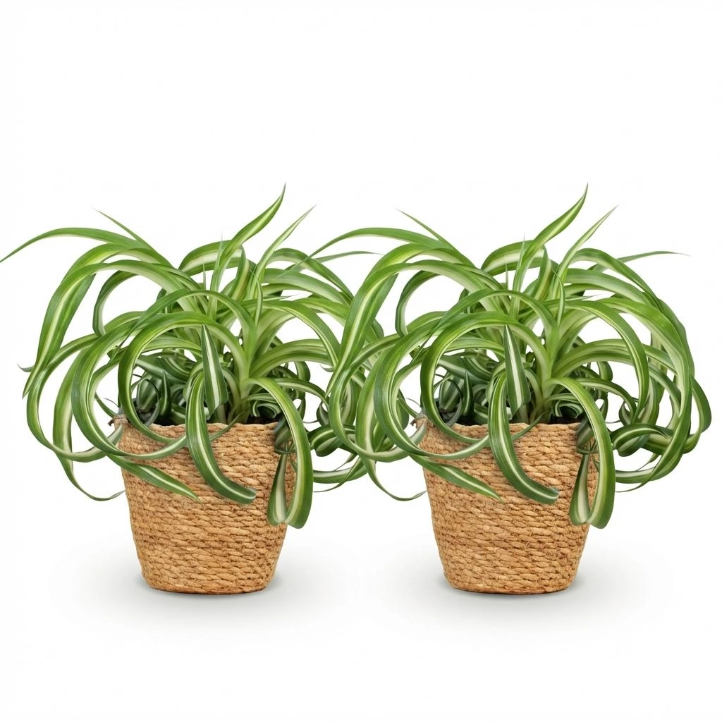 Chlorophytum comosum Bonnie