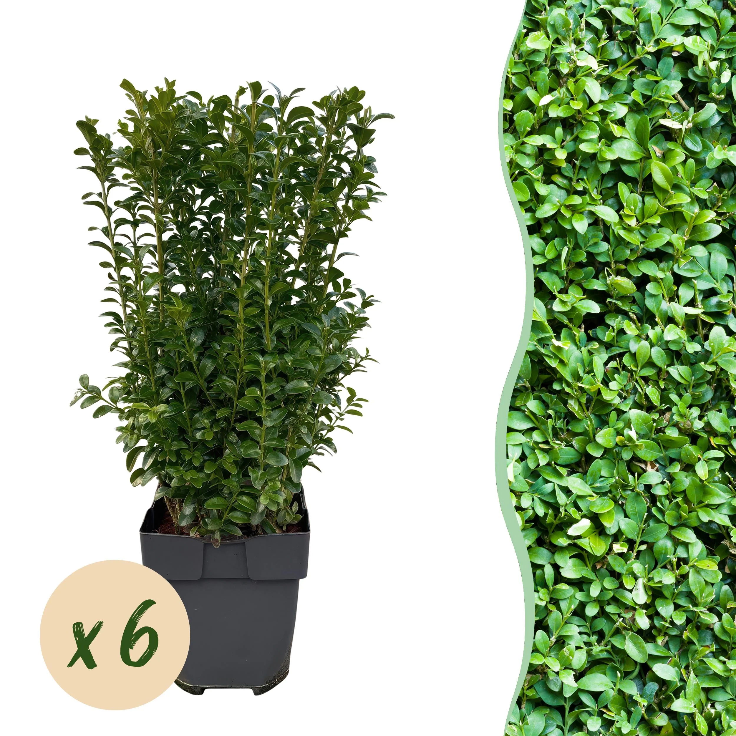 Buxus sempervirens – Immergrüne Hecke