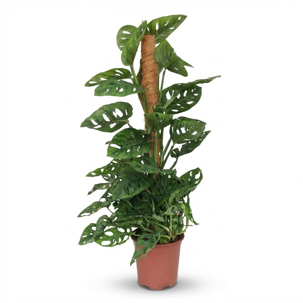 Monkey Mask - Monstera Andansonii am Moosstab