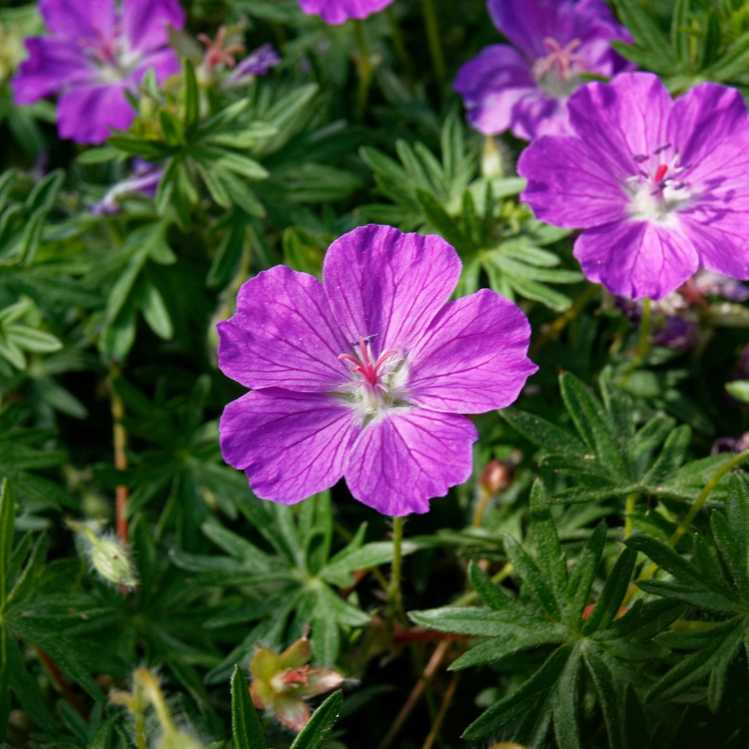 Geranium sanguineum – Blut-Storchschnabel