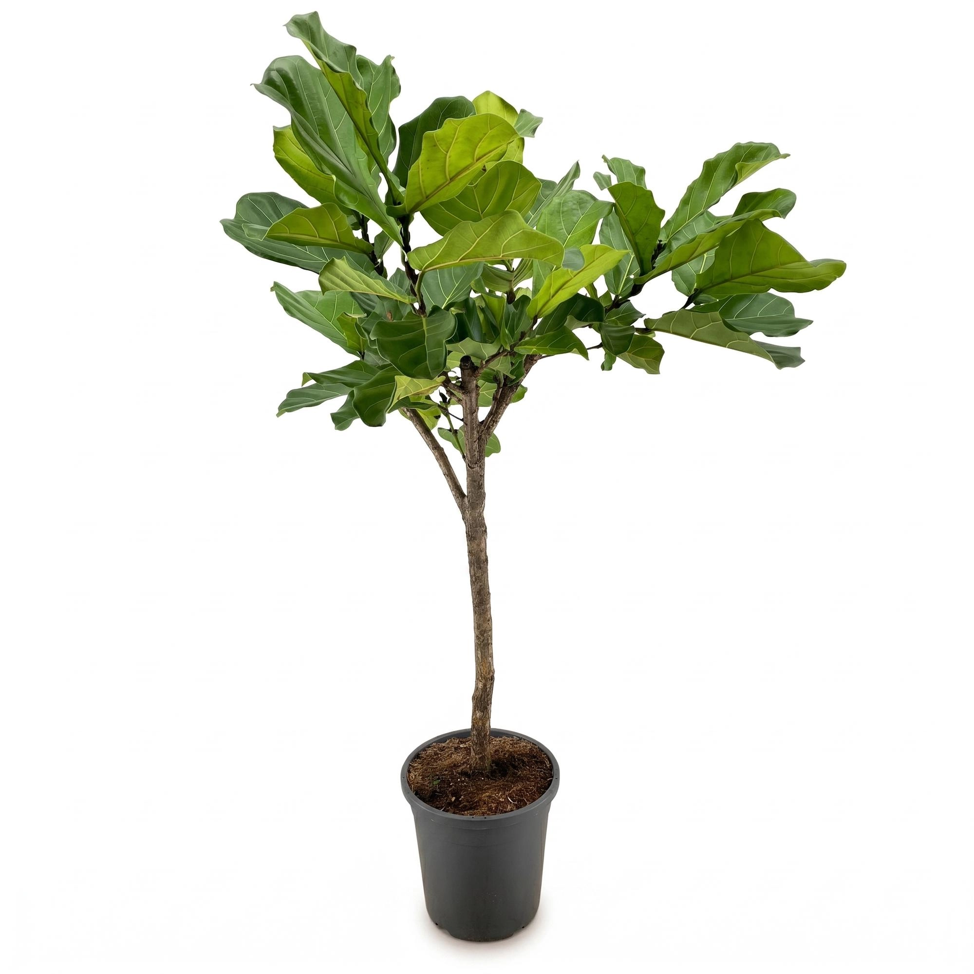 Ficus Lyrata tree - 180cm - ⌀30 Bild 1