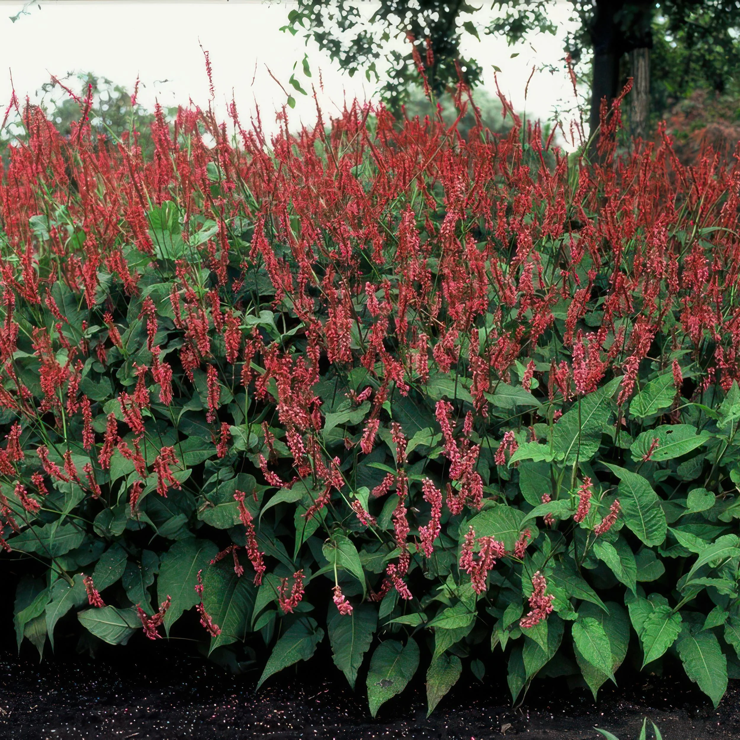 48x Persicaria amplexicaulis - ↕10-25cm - Ø9cm Bild 6