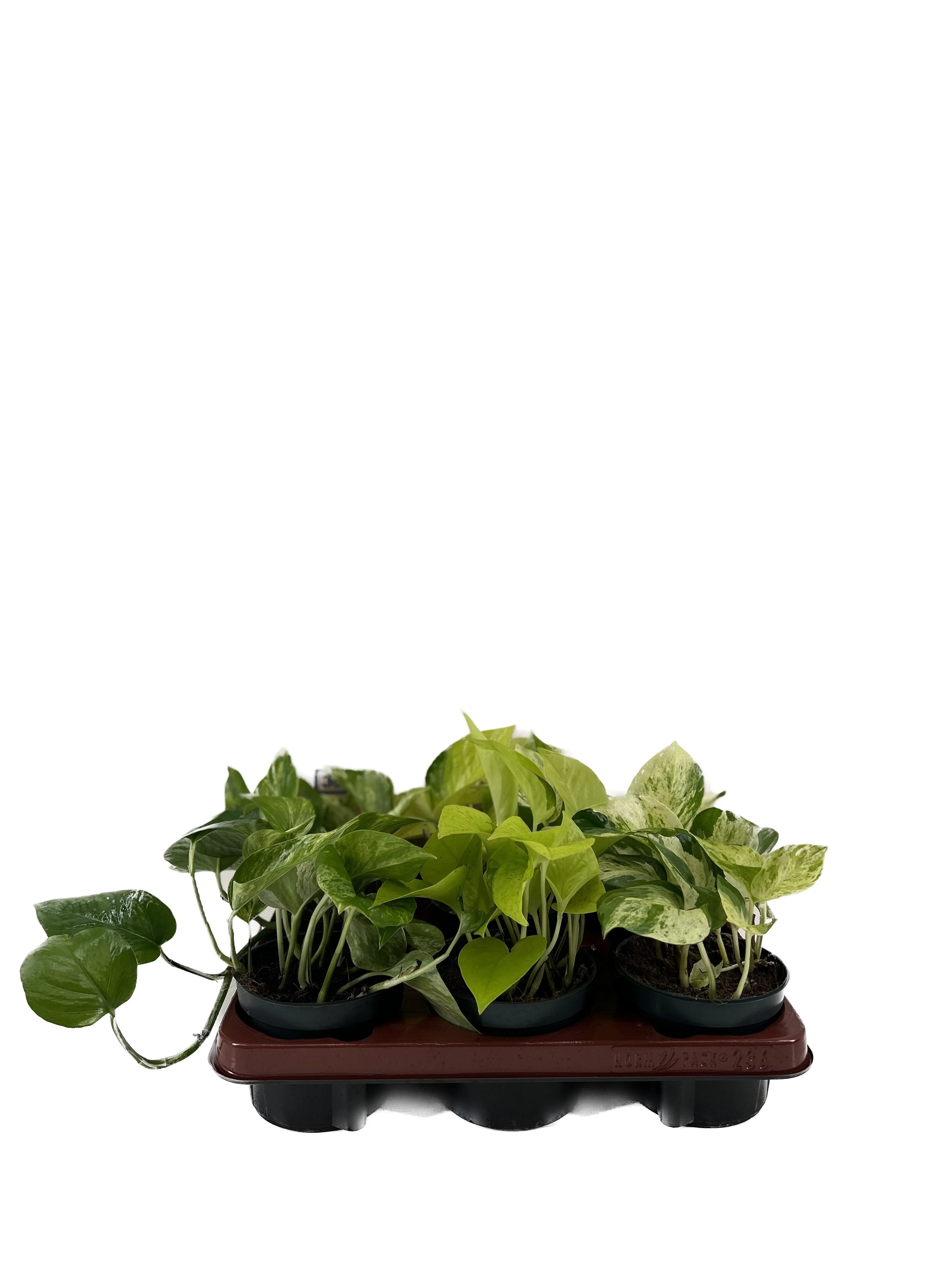 Epipremnum Mix – Hübsche Zimmerpflanze mit tollen Blattmustern
