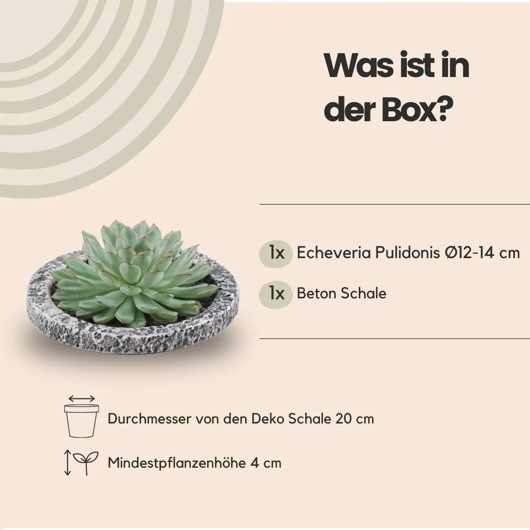 ROOTLESS Echeveria Pulidonis Bild 12