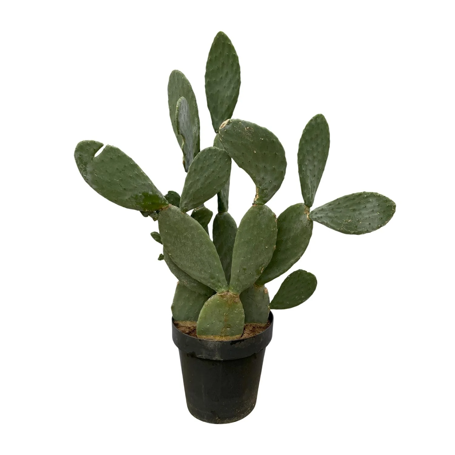 Cactus Opuntia - 120cm Ø38cm Bild 1