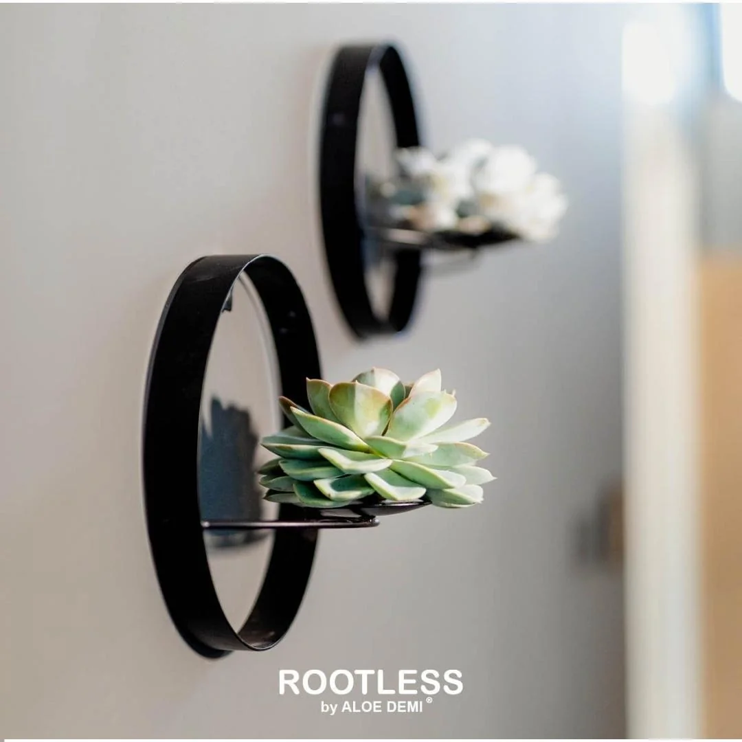 ROOTLESS Echeveria Pulidonis