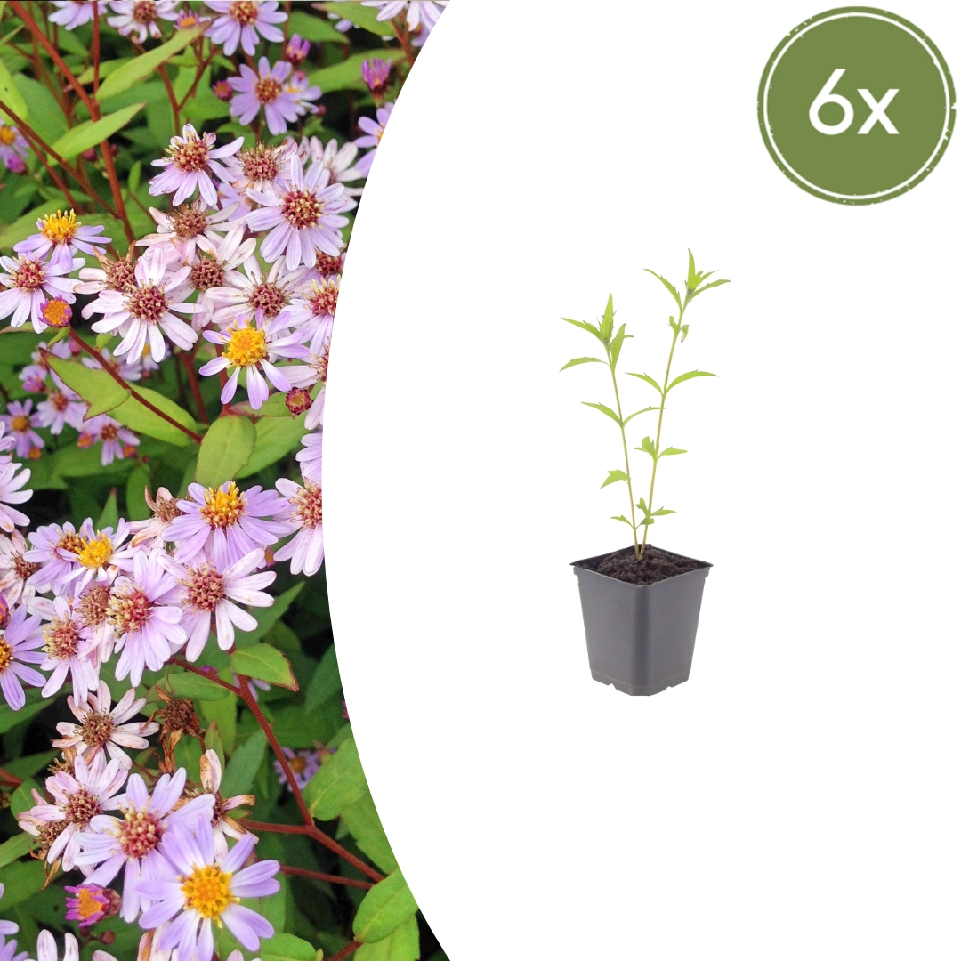 Kalimeris incisa ‘Blue Star’