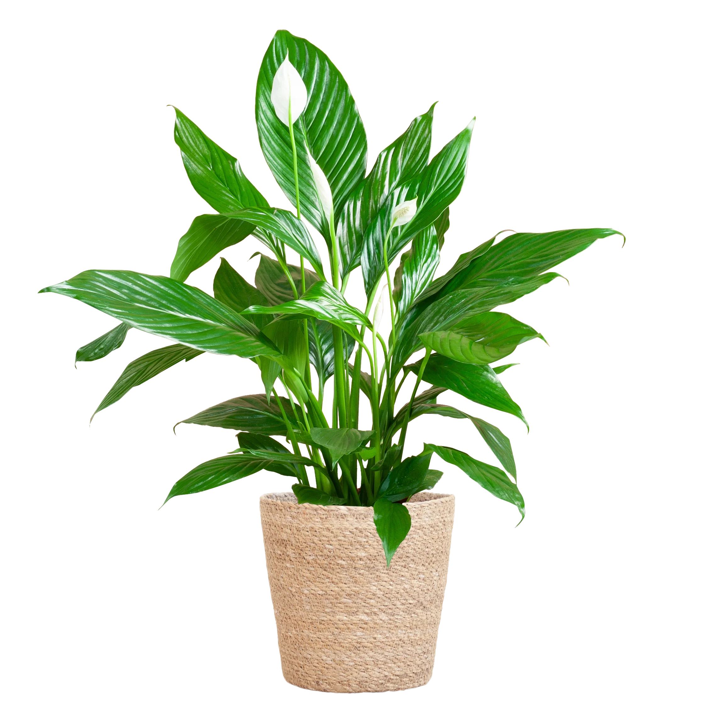 Spathiphyllum Sweet Lauretta – Friedenslilie mit Topf