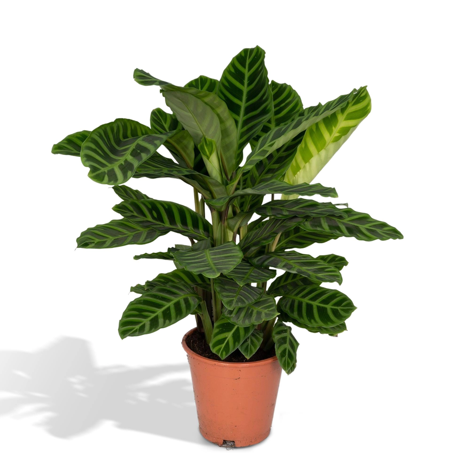 Calathea Zebrina – mit auffälligen Blättern