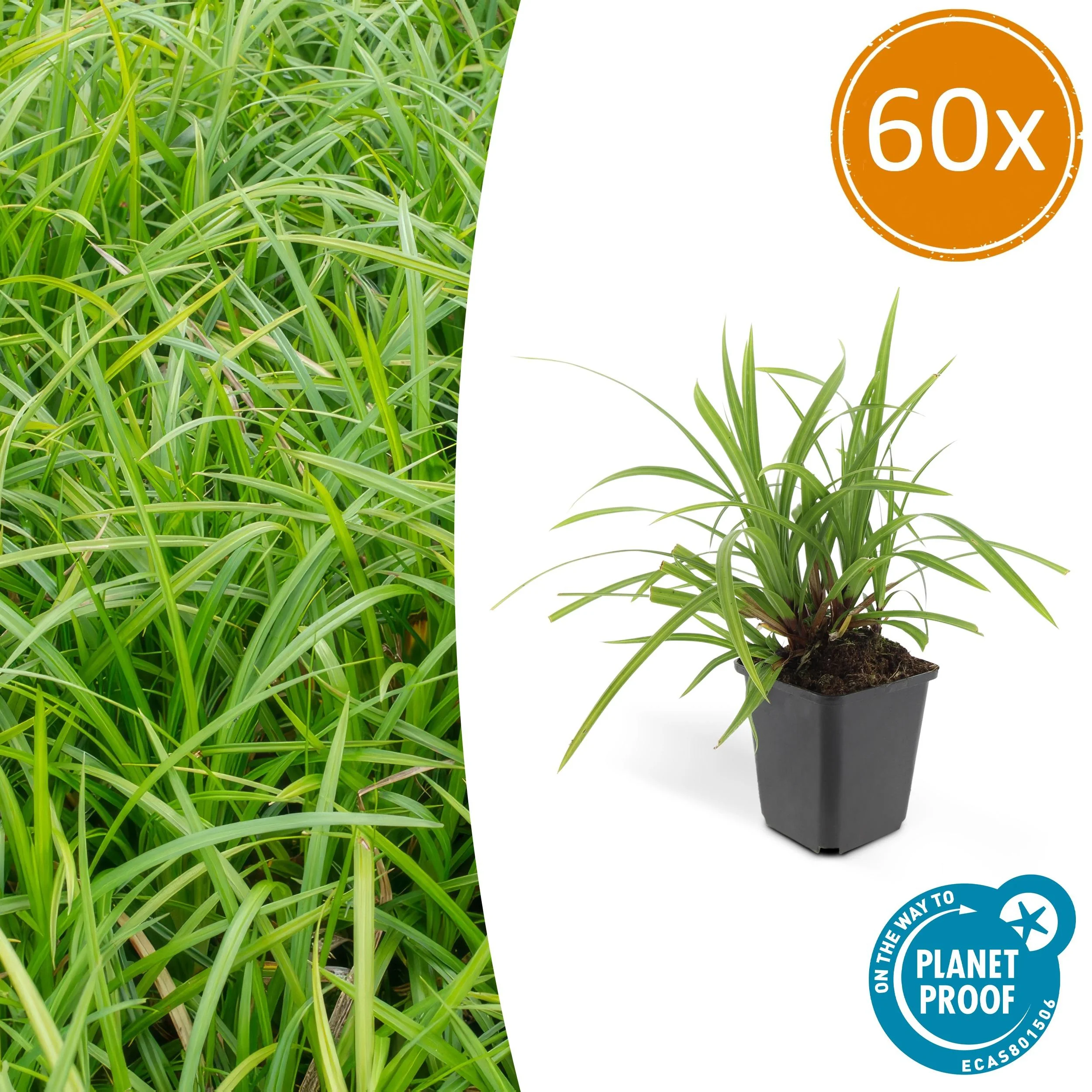 Carex morrowi 'Irish Green'