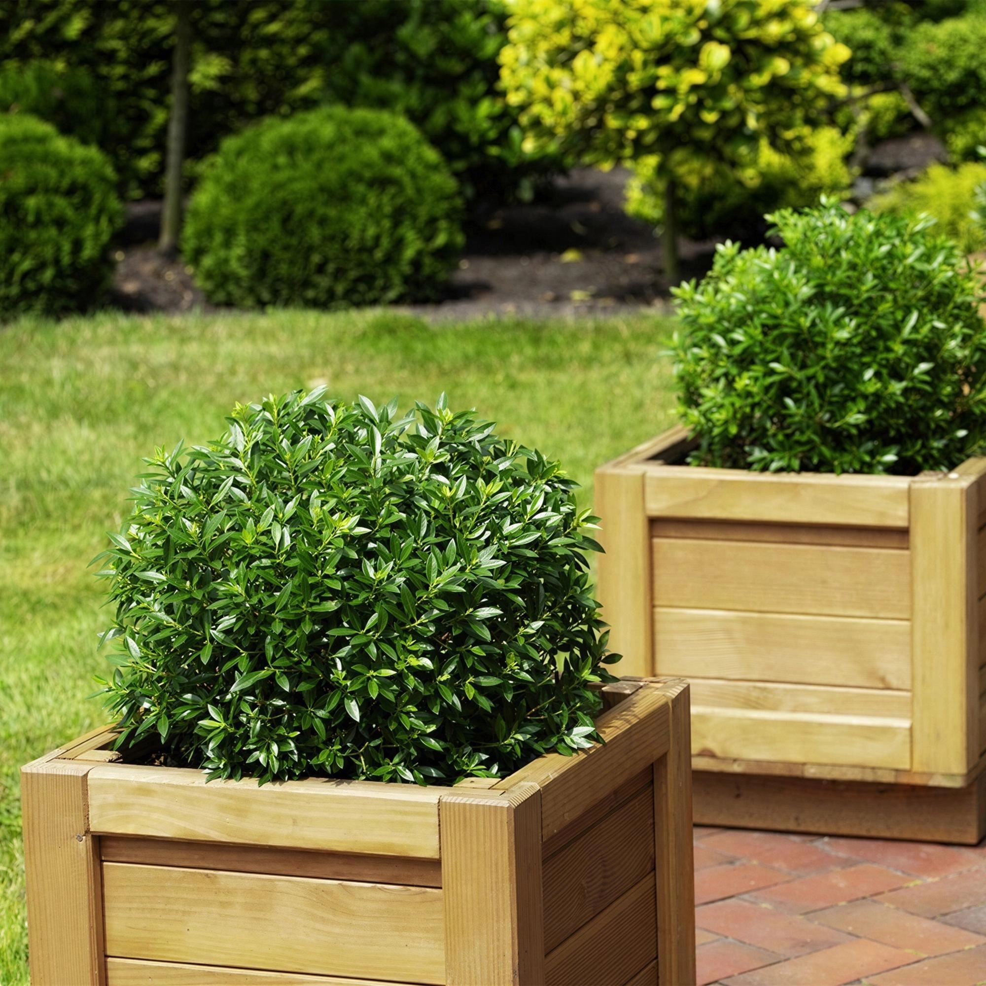 Green boutiQ - Zwerg-Rhododendron - Rhododendron Bloombux Light Pink - Blühender Buxus - Wenig Pflege - Hellrosa Blüte - 6 Pflanzen - Topf 17cm - Höhe 30-40cm Bild 6