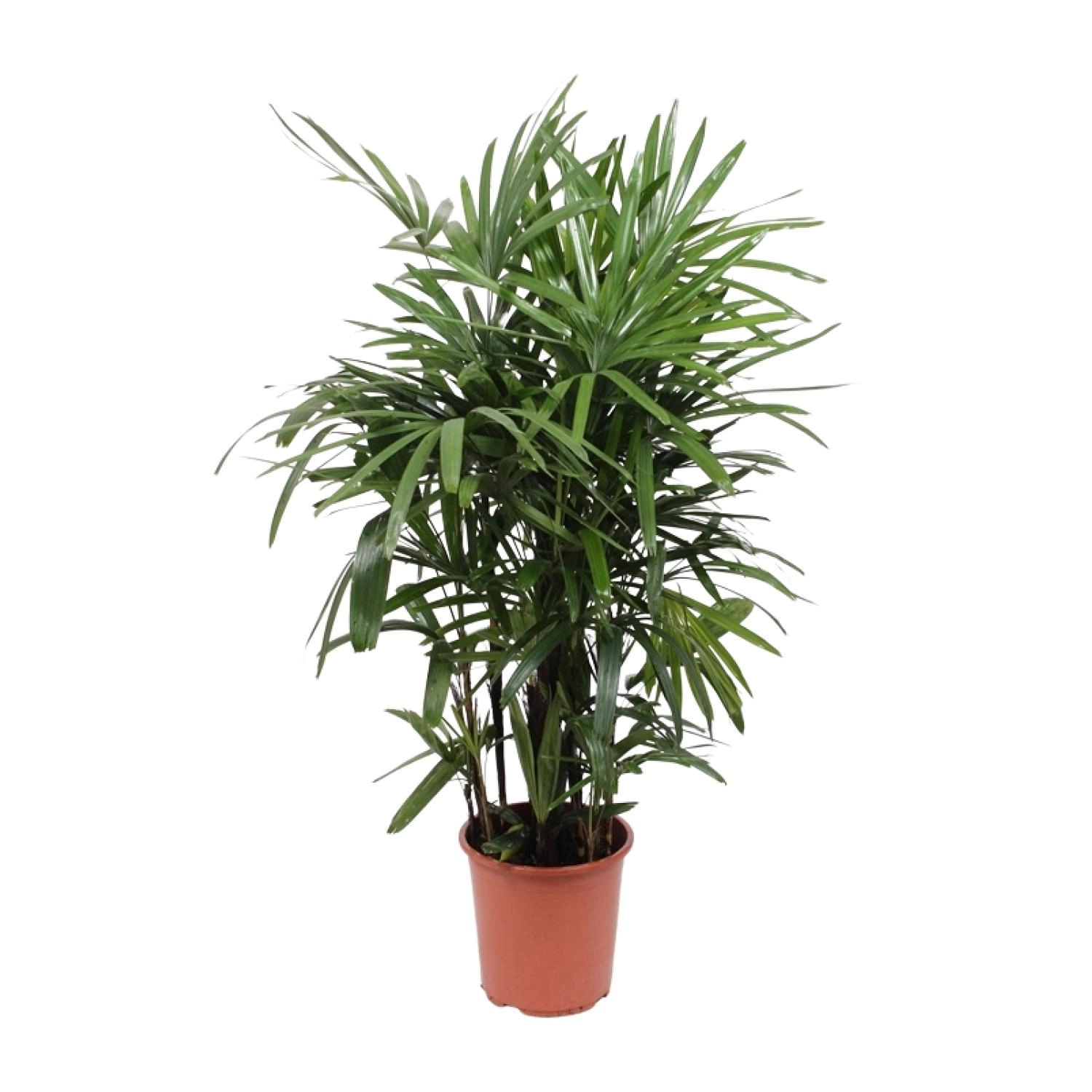 Rhapis excelsa – Steckenpalme / Lady Palm