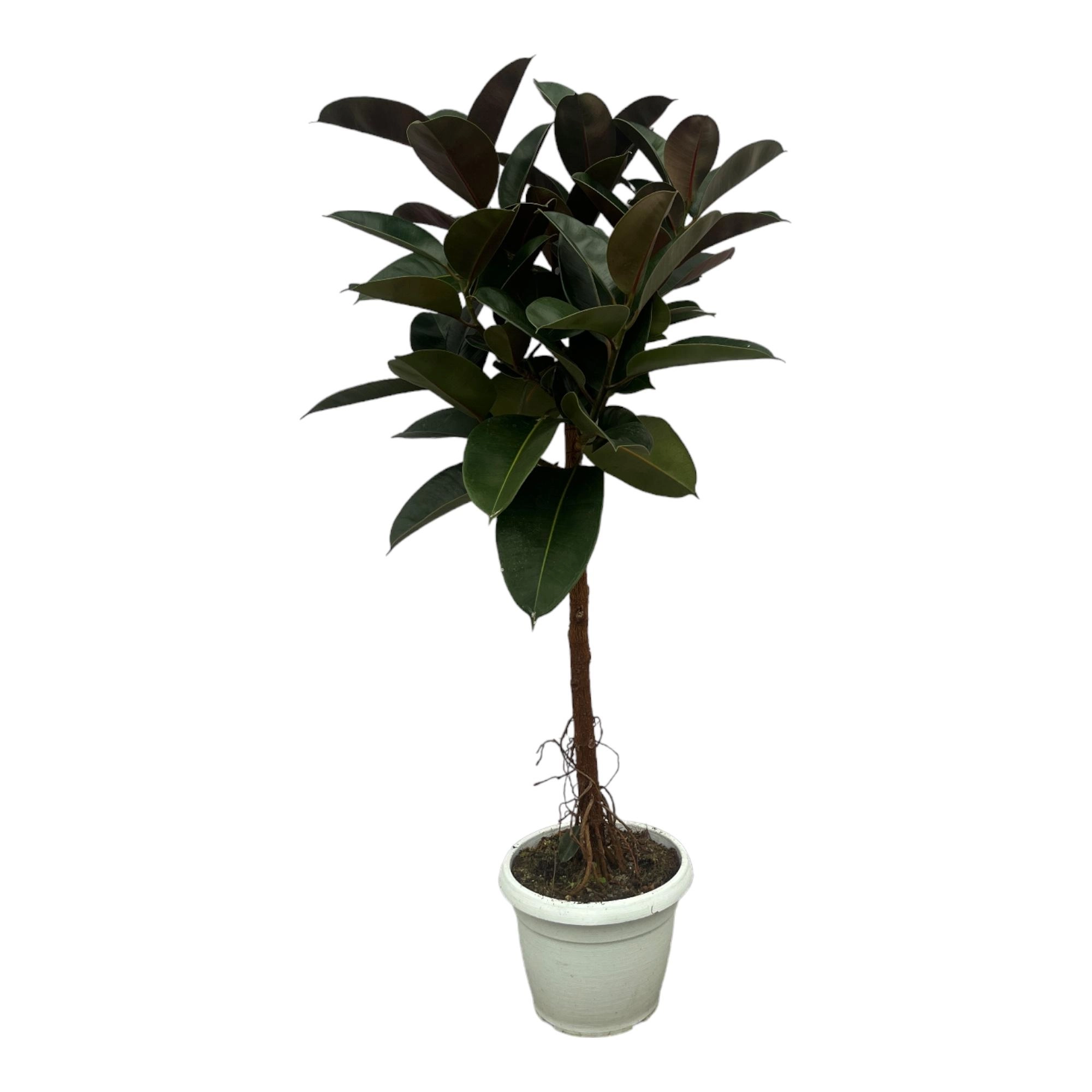 Ficus Elastica Robusta auf Stamm