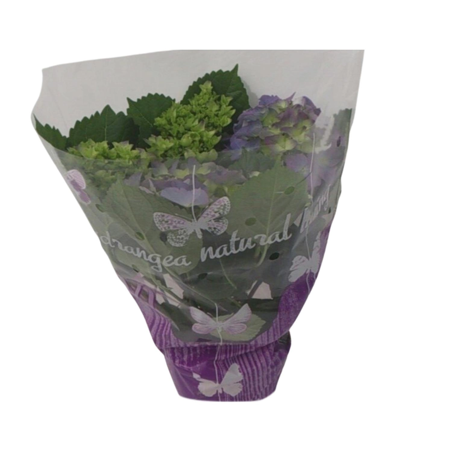 Endless-Hortensie – 14 cm Topf, ca. 35 cm