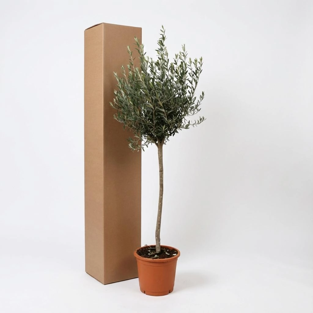 Olea Europaea on stem - 160cm- Ø24 Bild 6