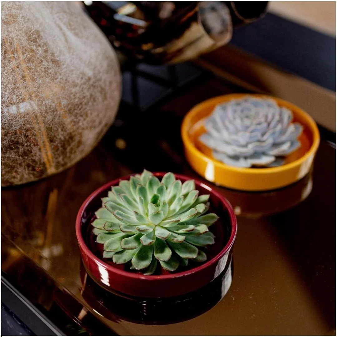 Echeveria Pulidonis - Wurzellose Sukkulente Bild 10