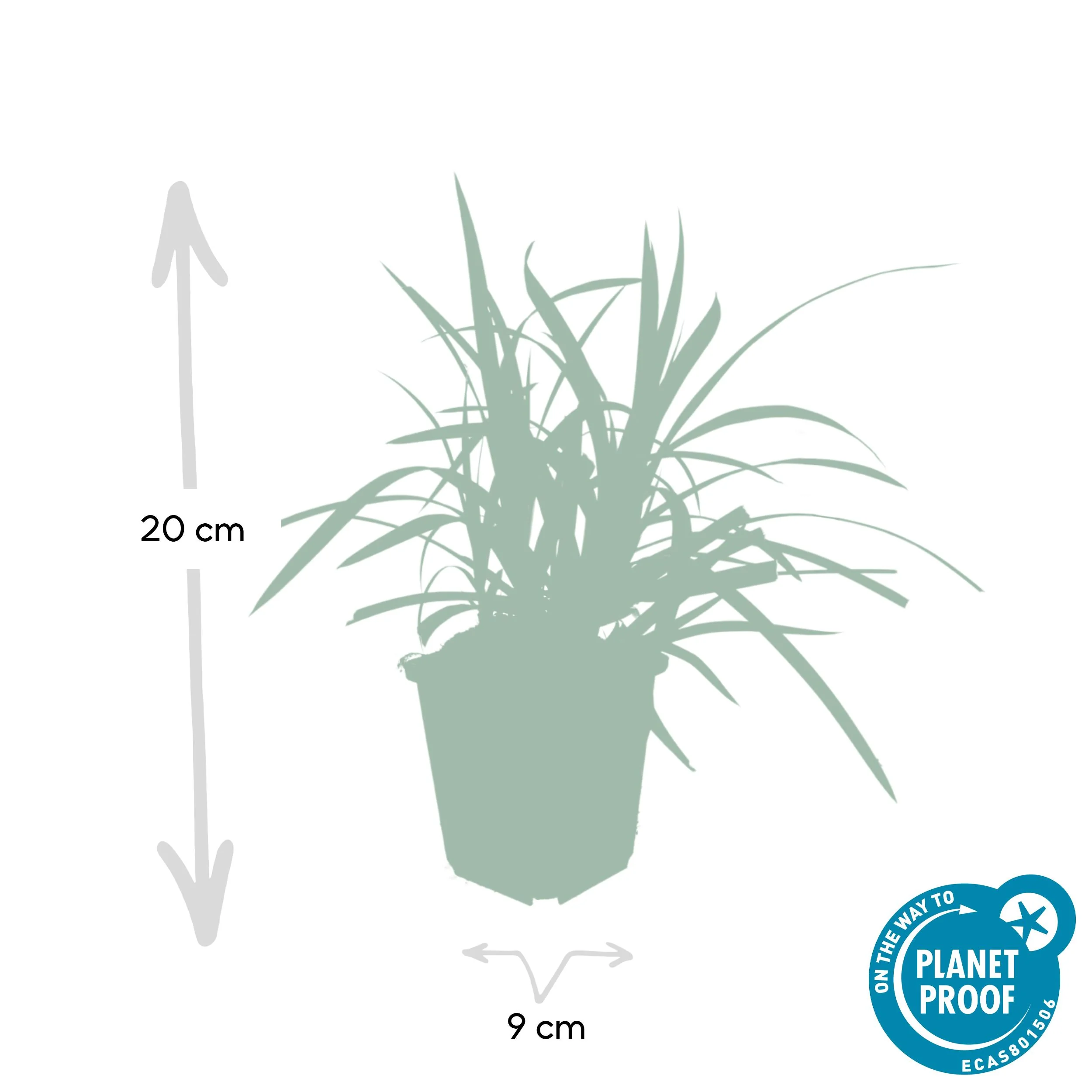 Carex morrowi 'Irish Green'