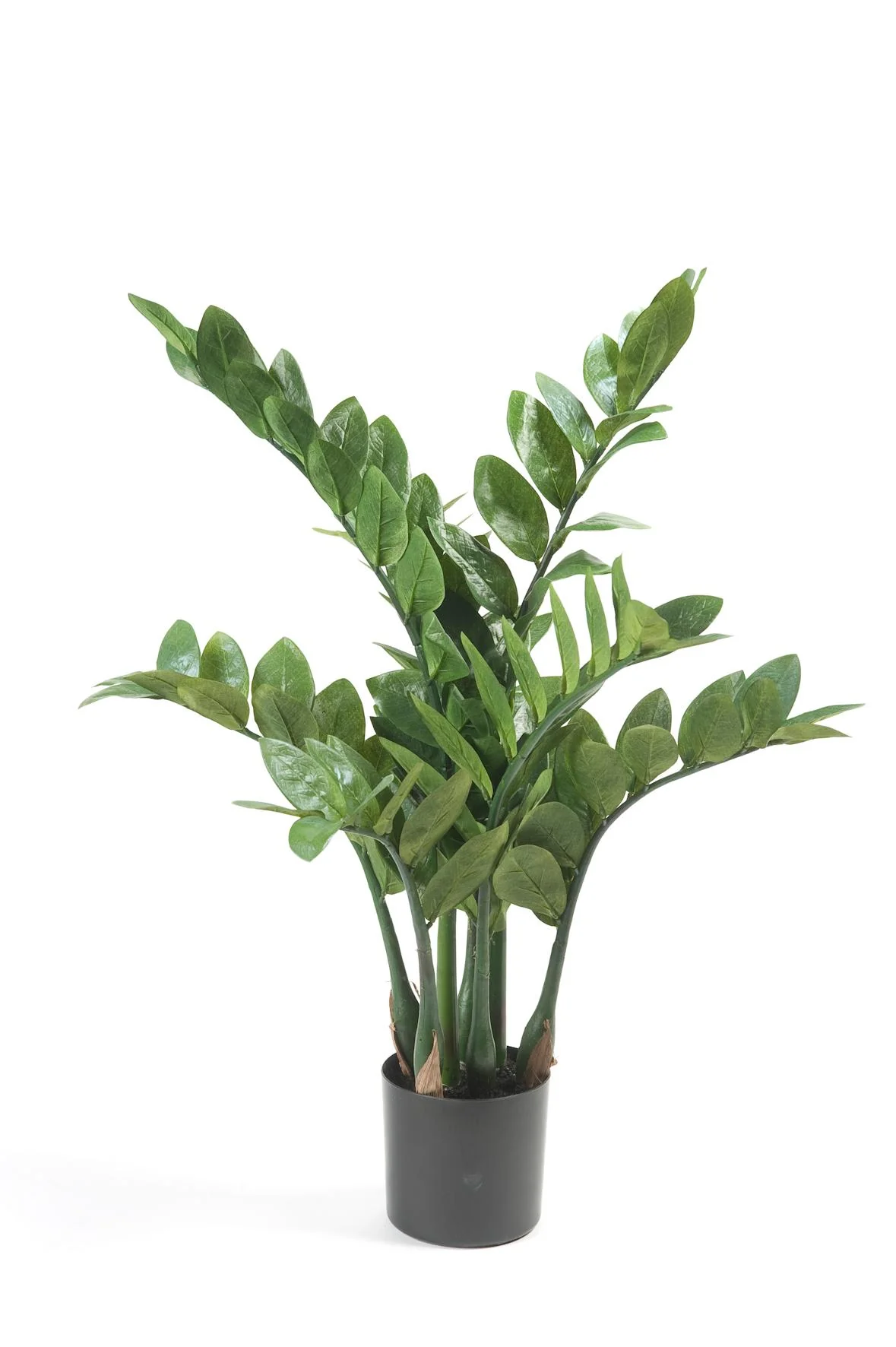 Künstliche Zamioculcas – Pflegeleichte Zimmerpflanze