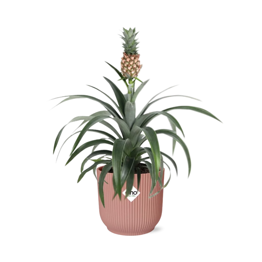 Ananas-Pflanze | Ananas comosus