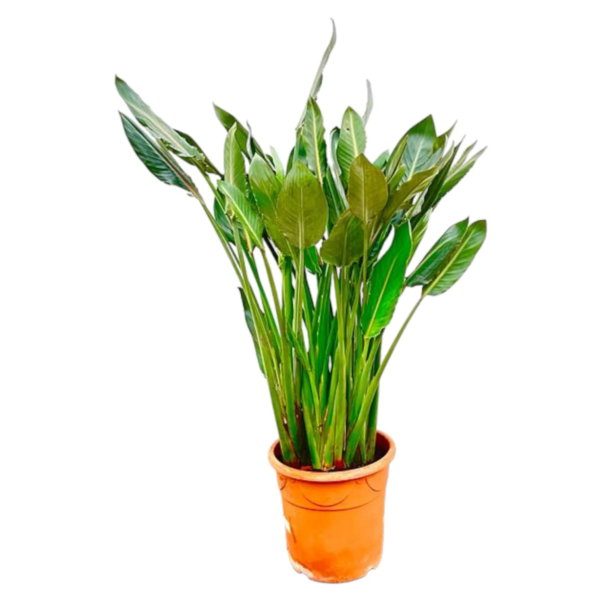 Strelitzia Reginae – Orange Paradiesvogelpflanze