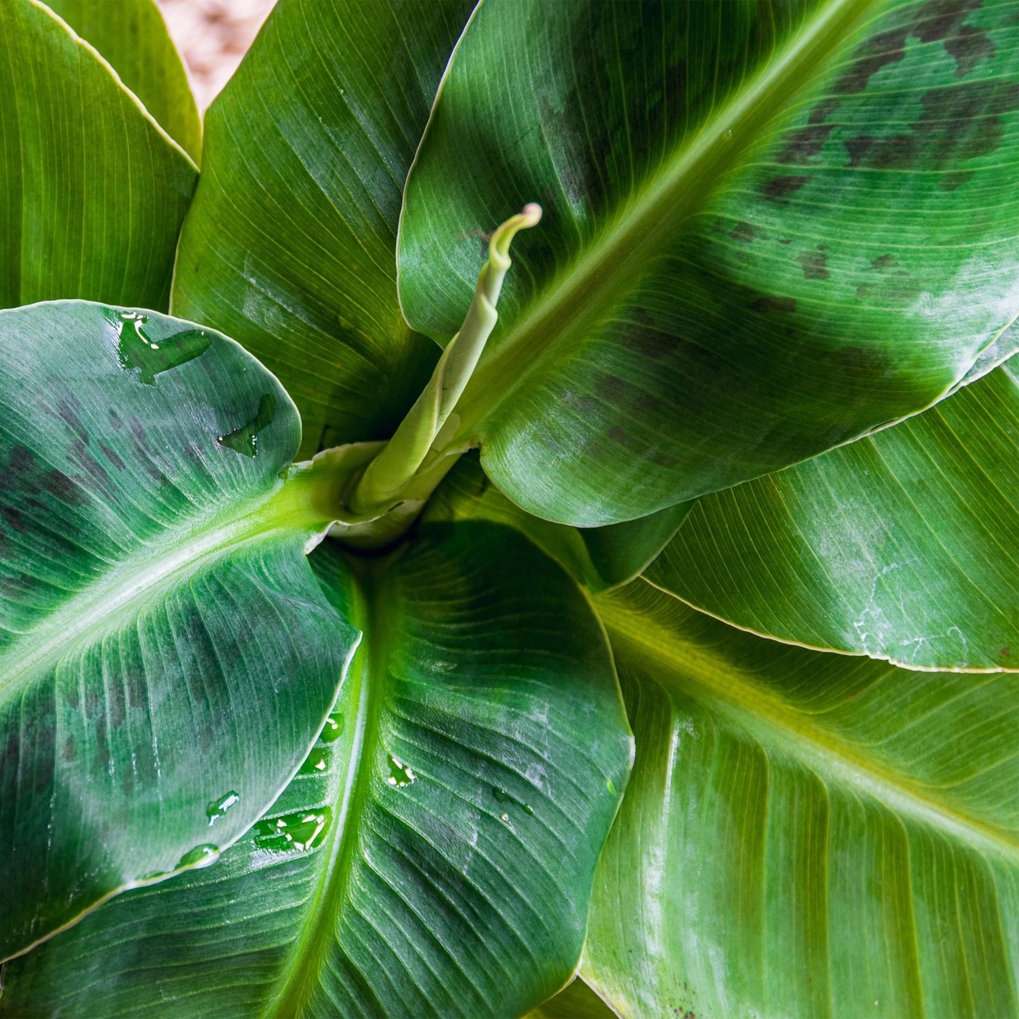 Musa acuminata Dwarf Cavendish