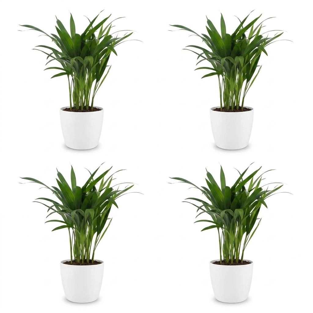 Green boutiQ - Areca Lutescens - Goldfruchtpalme - 4 Pflanzen - met Potter Wit - Pot 12cm - Hoogte - 45cm Bild 2