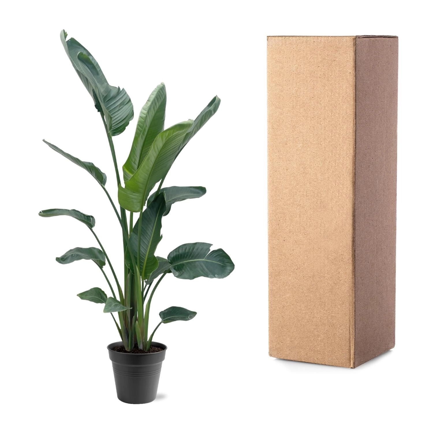 Strelitzia Nicolai XXL - 190 - 225 cm - ø34-45 Bild 5