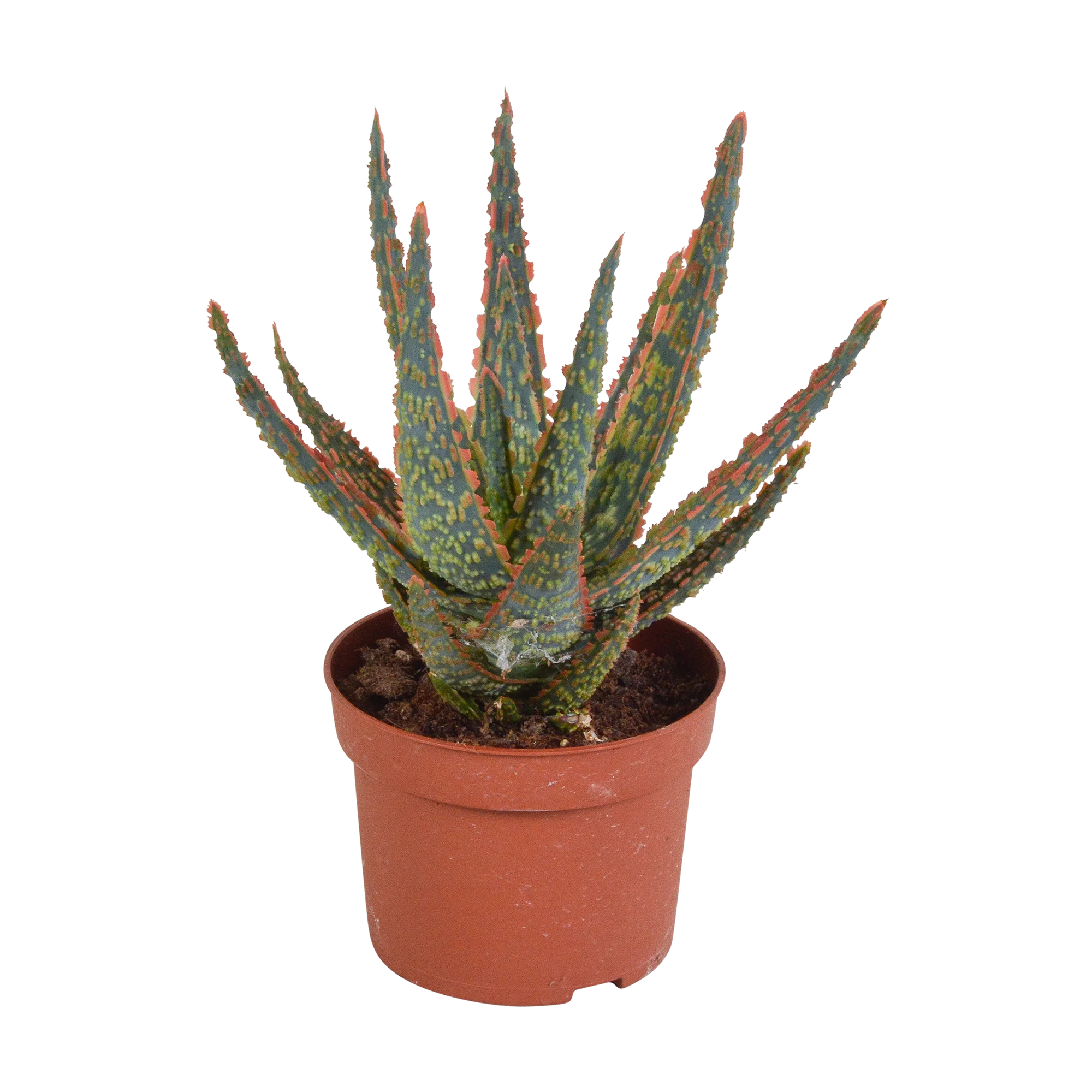 Aloe zebrina Dannyz – Leuchtende Zimmerpflanze