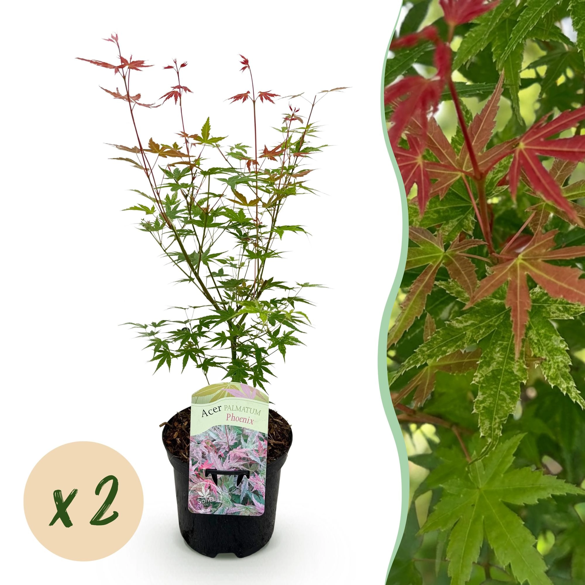 Balkonpflanze - Japanischer Ahorn - Acer palmatum Phoenix - Rosa - 2 Pflanzen - Laubabwerfend - Topf 19cm Höhe 70cm
