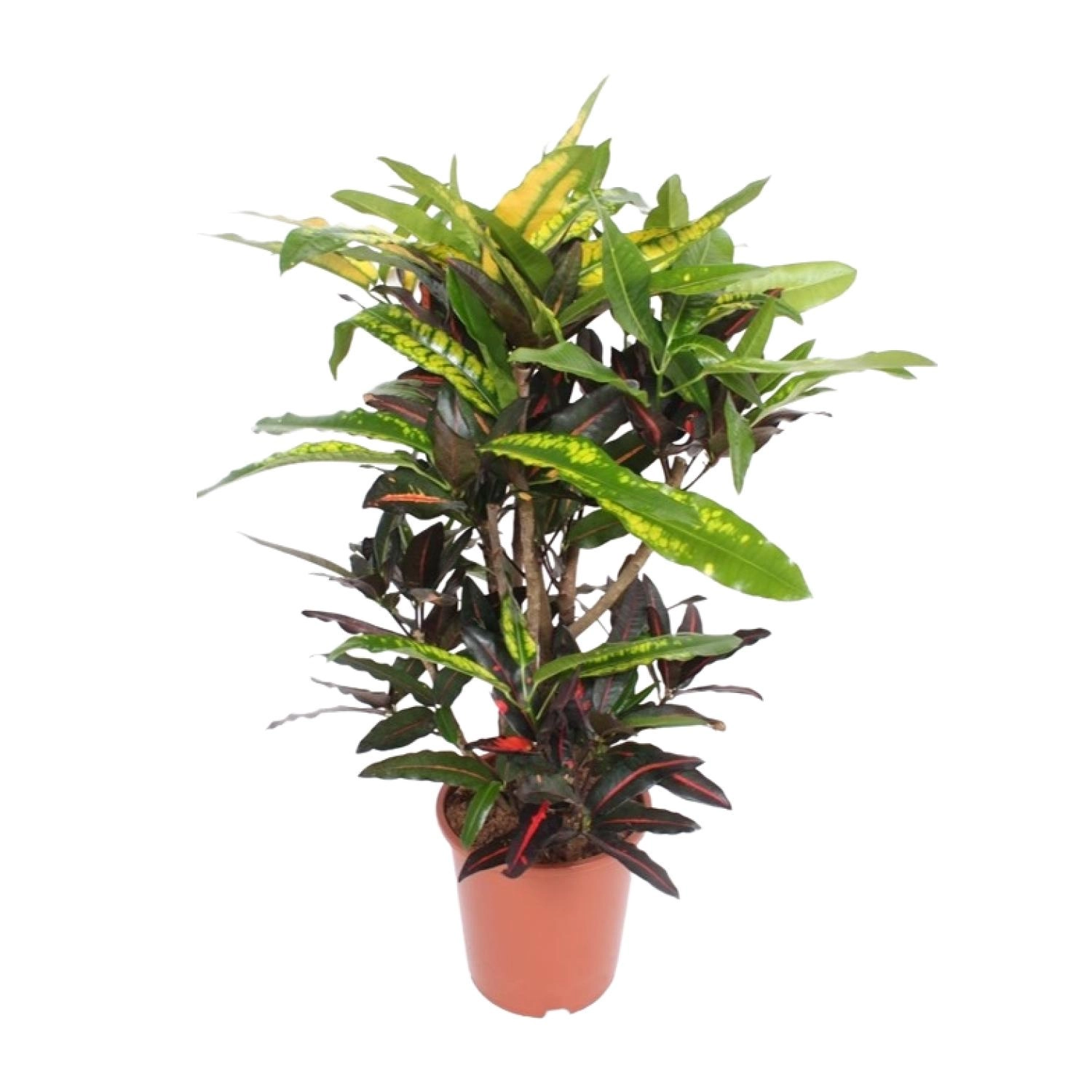 Codiaeum Mango (Croton)