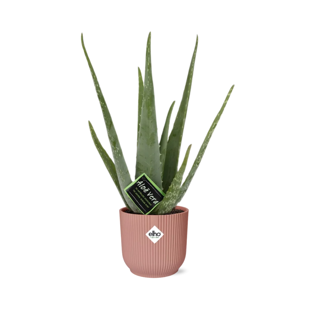 Aloe Vera – Pflegeleichte Zimmerpflanze
