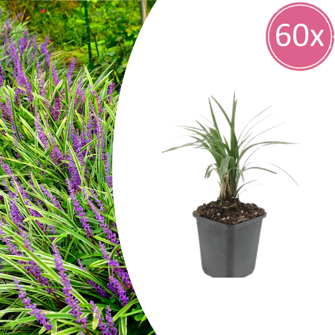 60x Liriope muscari Moneymaker - ↕10-25cm - Ø9cm Bild 1