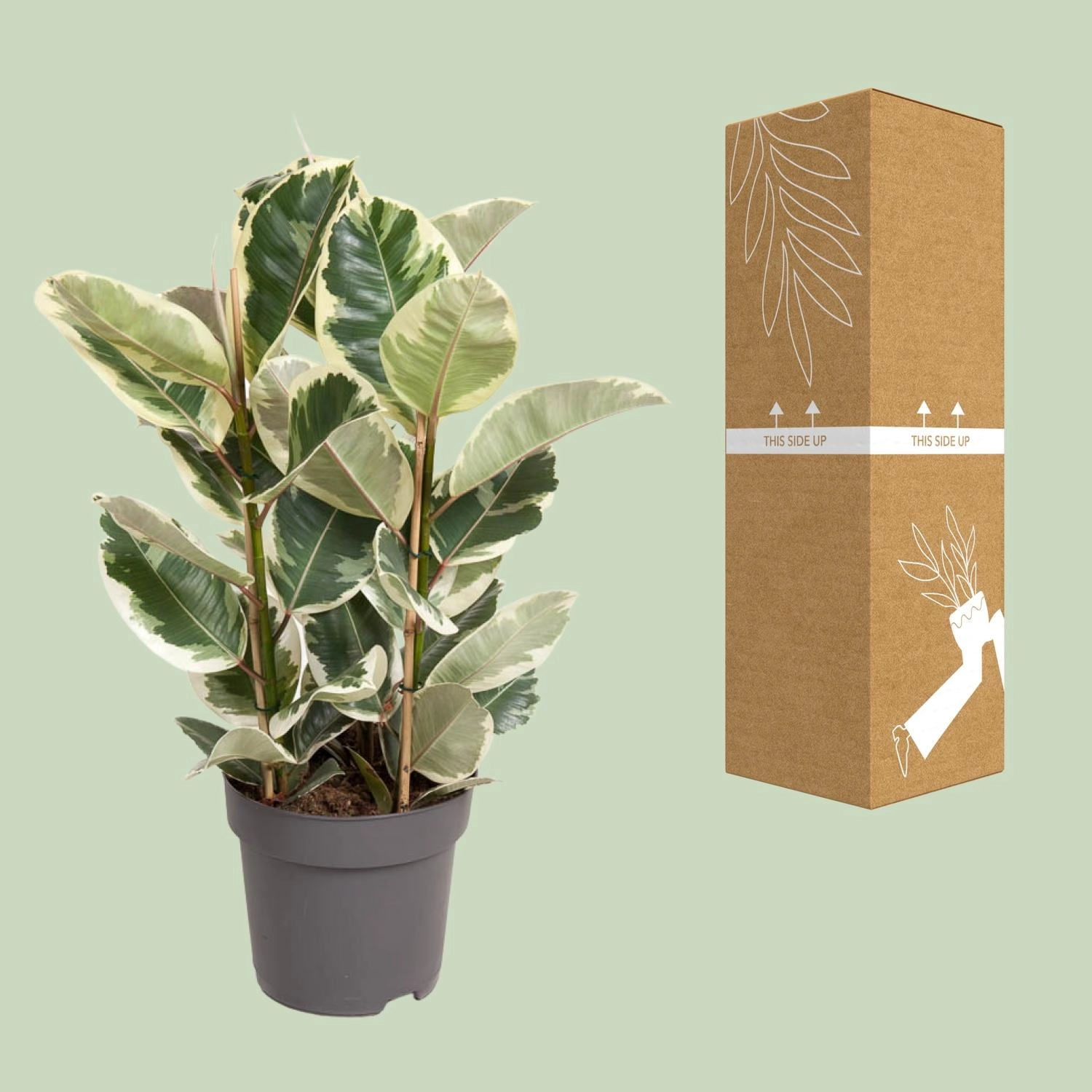 Ficus Elastica Tineke - Ø27cm - ↕100cm Bild 3