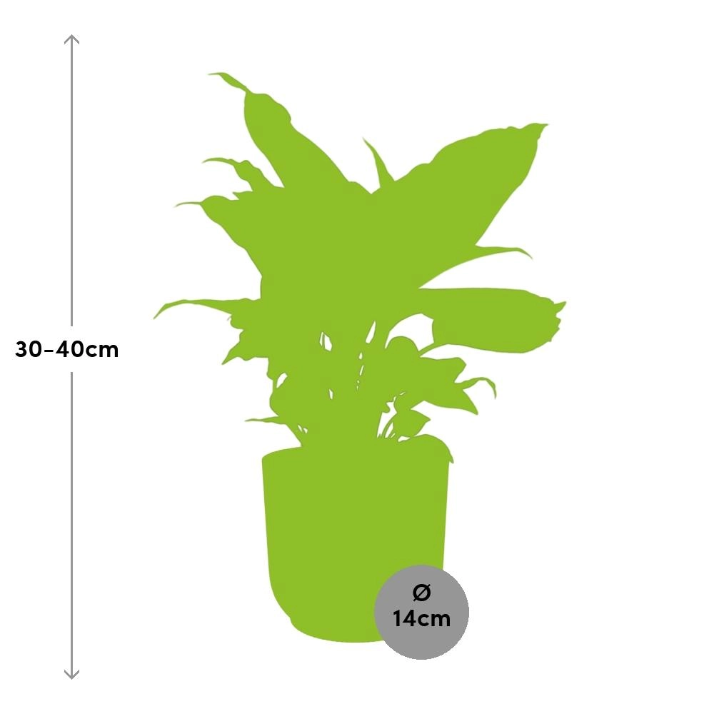 Dieffenbachia (Einblatt) – Pflegeleichte Zimmerpflanze
