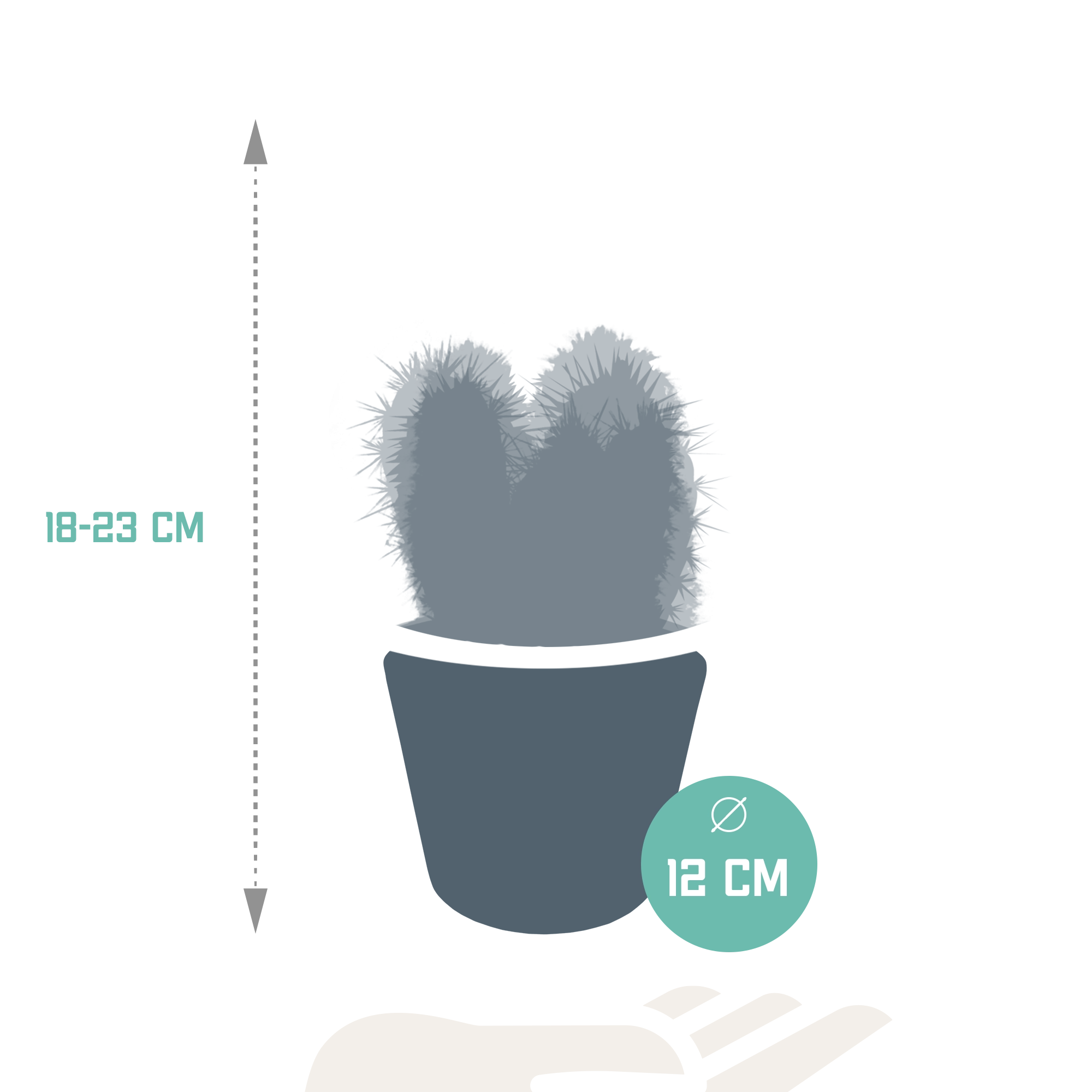 Cereus-Mischung 10,5 cm - 3x - in witte pot Bild 8
