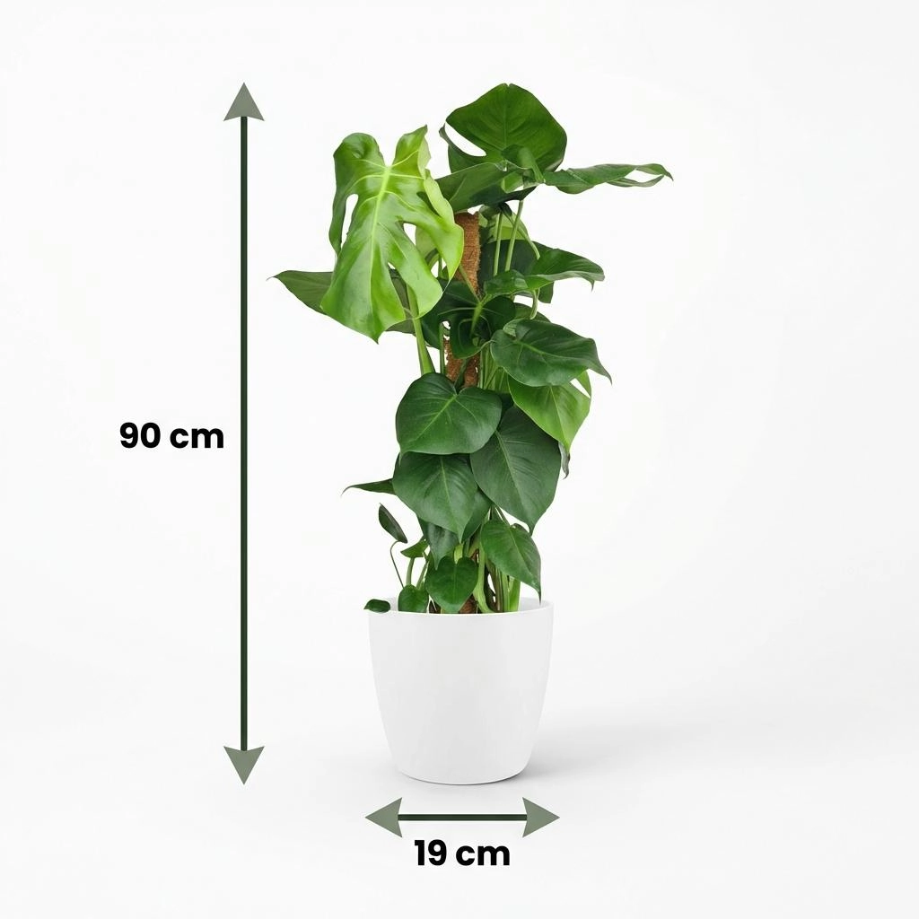 Monstera Deliciosa am Moosstab