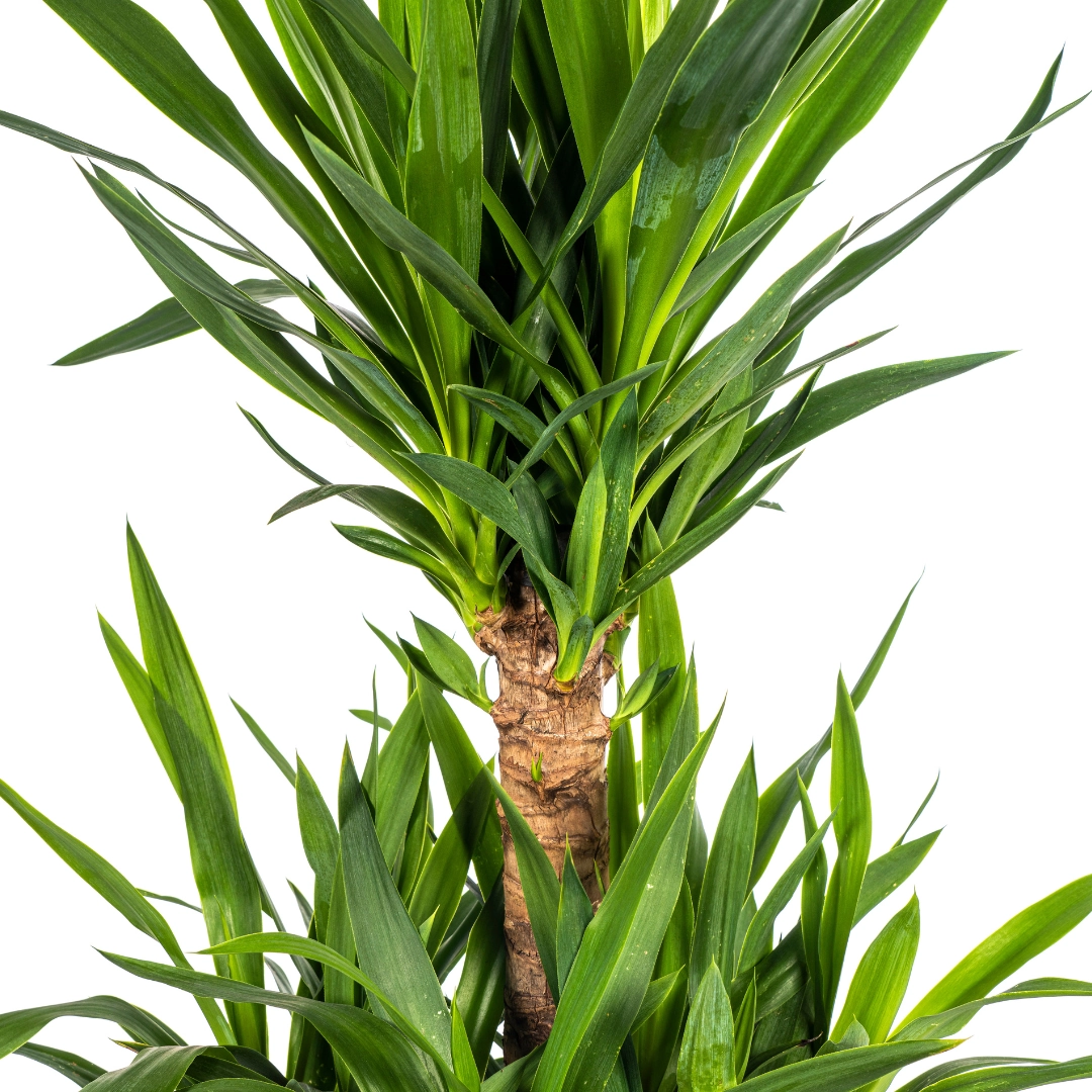 Yucca Elephantipes Ø30cm - ↕90 - 110cm Bild 4