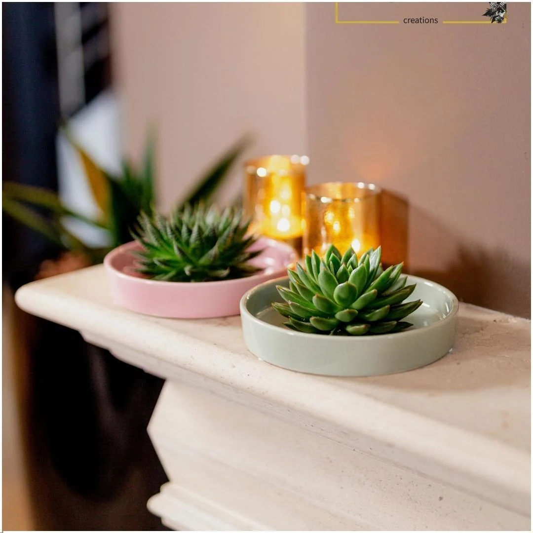 Echeveria Pulidonis - ROOTLESS Sukkulente Bild 10