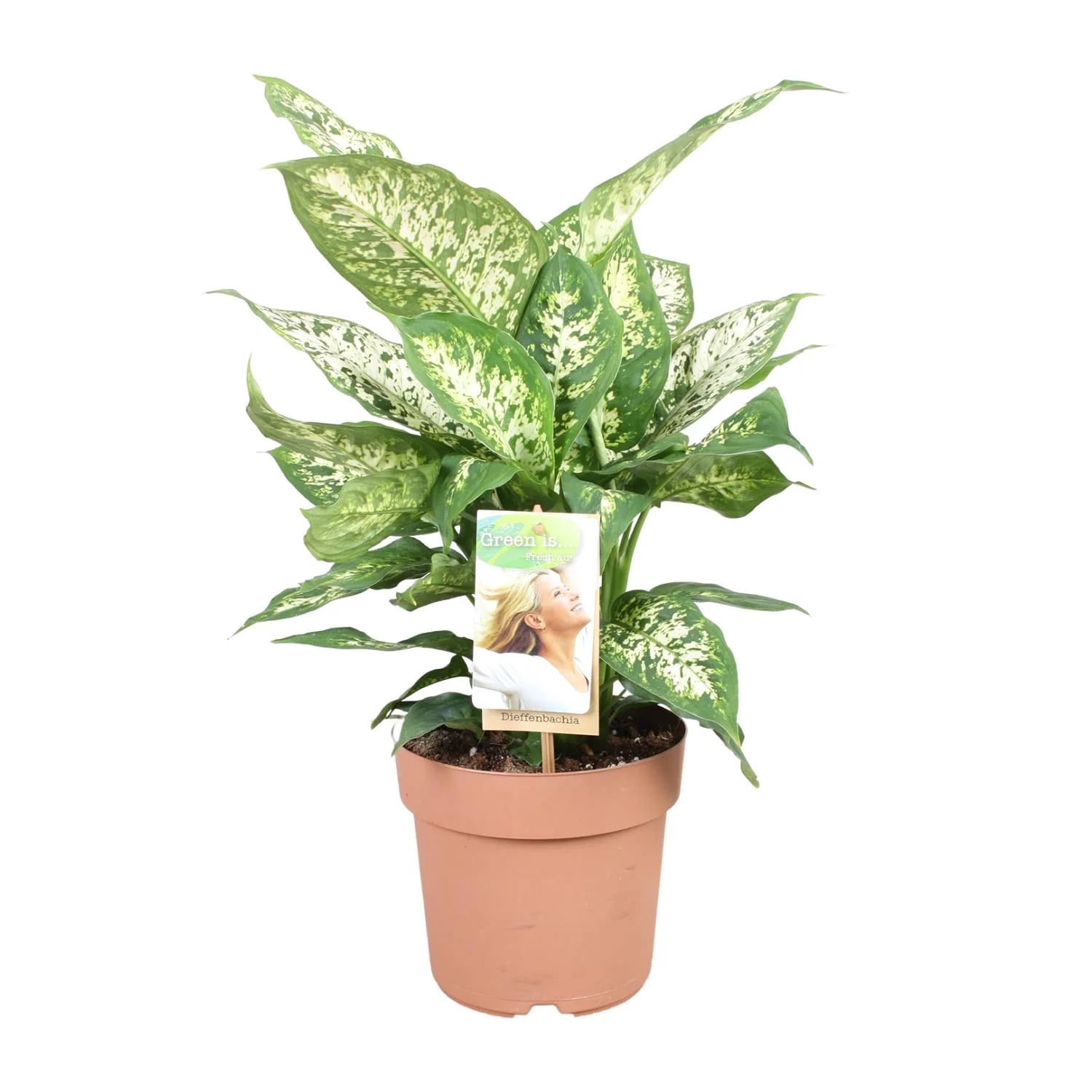 Dieffenbachia Compacta – Pflegeleichte Zimmerpflanze
