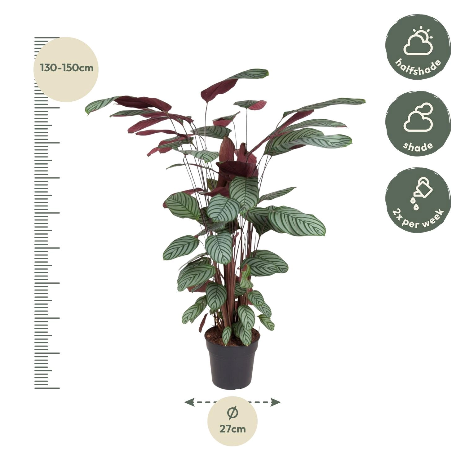 Calathea Oppenheimiana – Dekorative Zimmerpflanze
