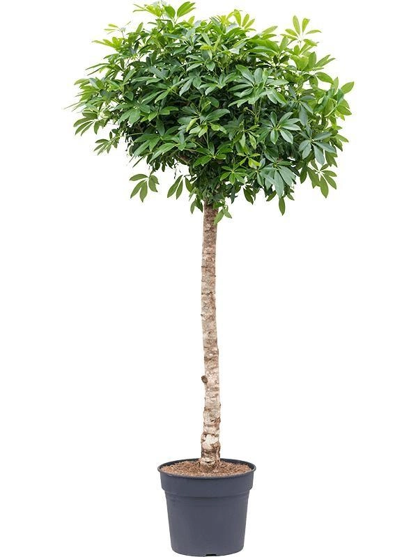 Schefflera on stem - 200cm - ø40 Bild 1