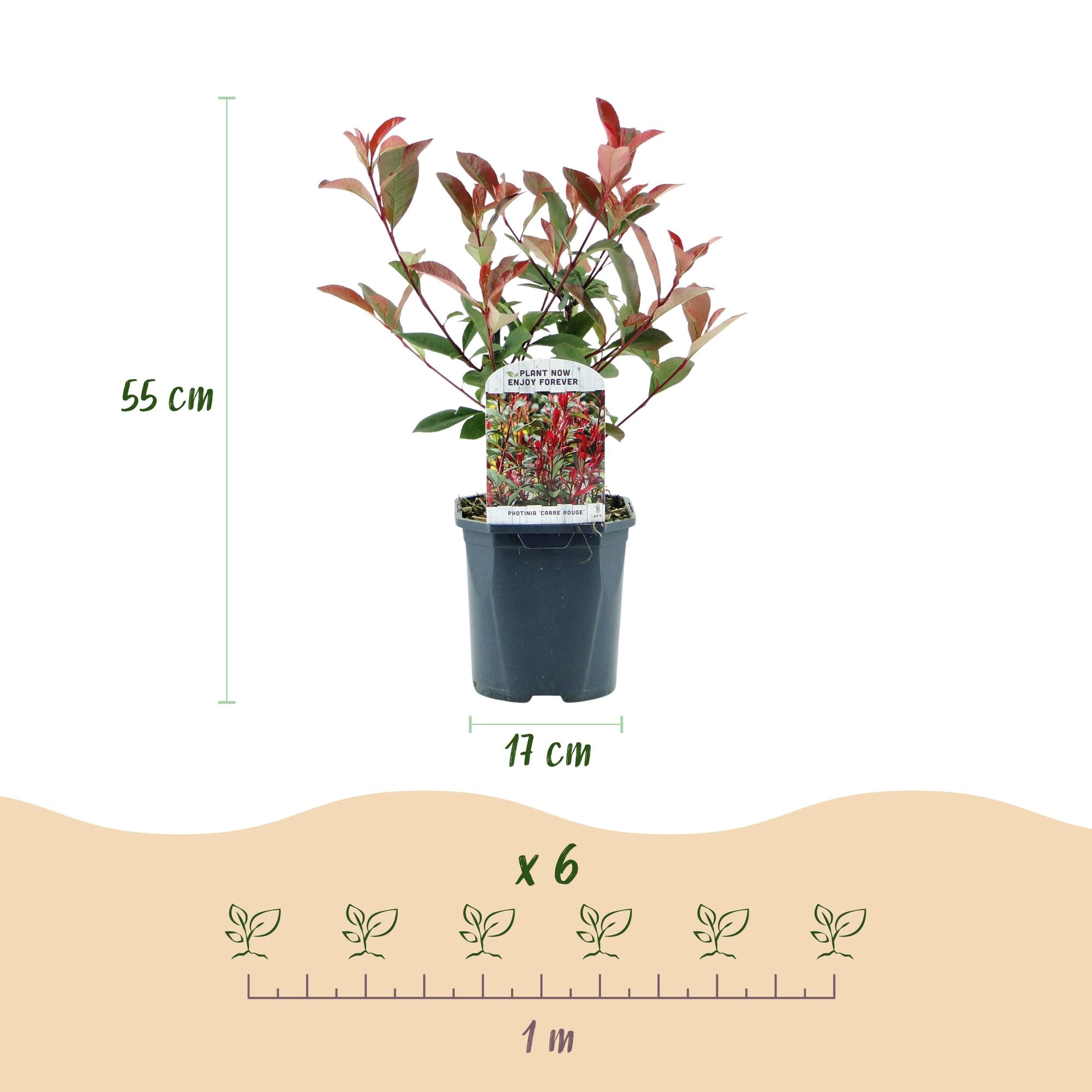 Photinia Fraseri Carre Rouge