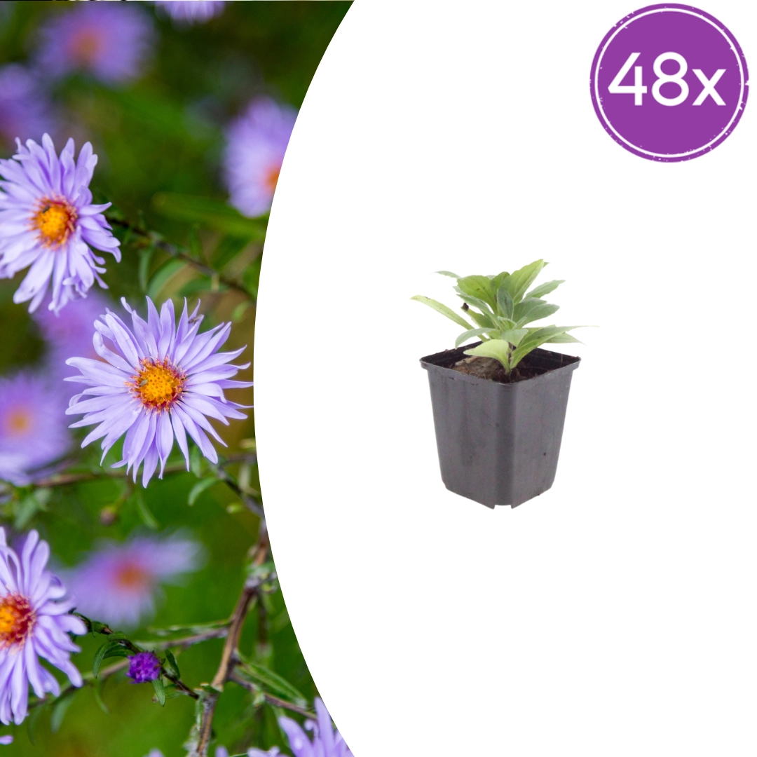 Aster frikartii ‘Mönch’