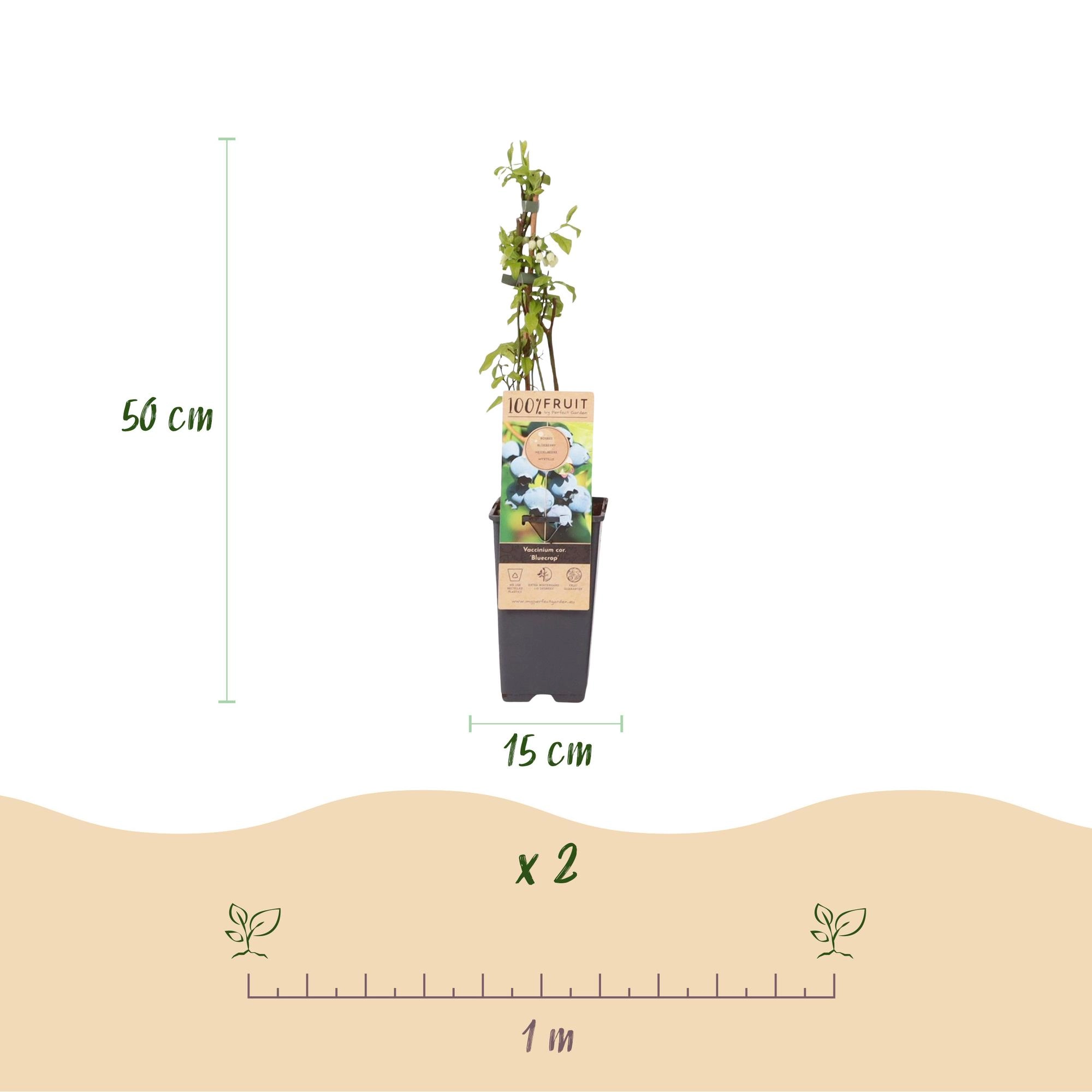 Green boutiQ - Fruit plant - Vaccinium corymbosum Bluecrop - Blueberry - Hardy - Blue Berry - 2 Plants - Pot 15cm - Height 50cm Bild 3