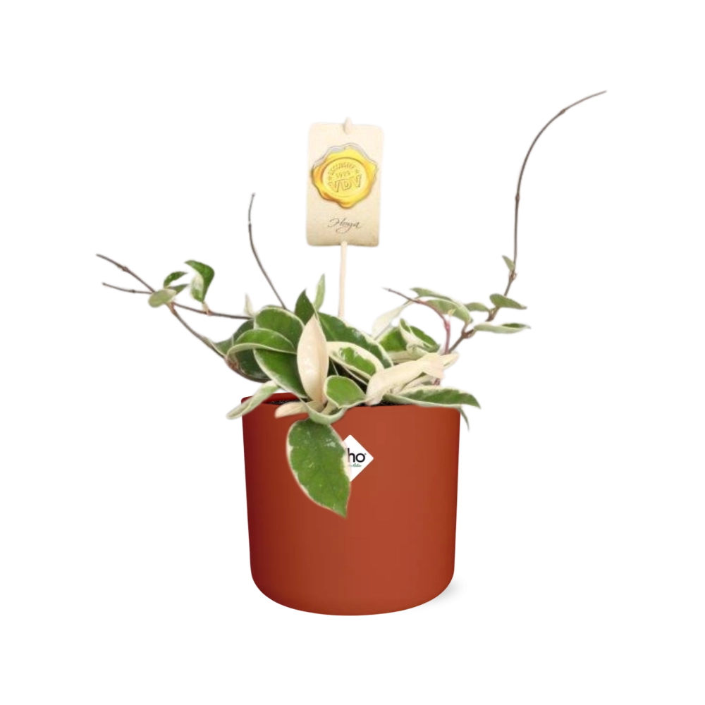 Wachsblume (Hoya) – Minimalpflege für dein Zuhause