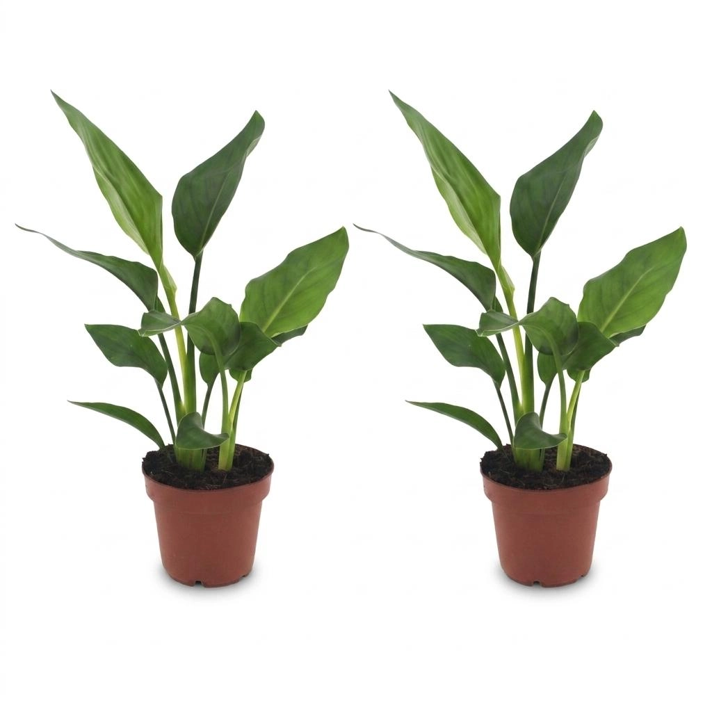 Green boutiQ - Strelitzia Reginea - Paradiesvogelblume - 2 Pflanzen - Topf 12cm - Höhe - 35cm Bild 2