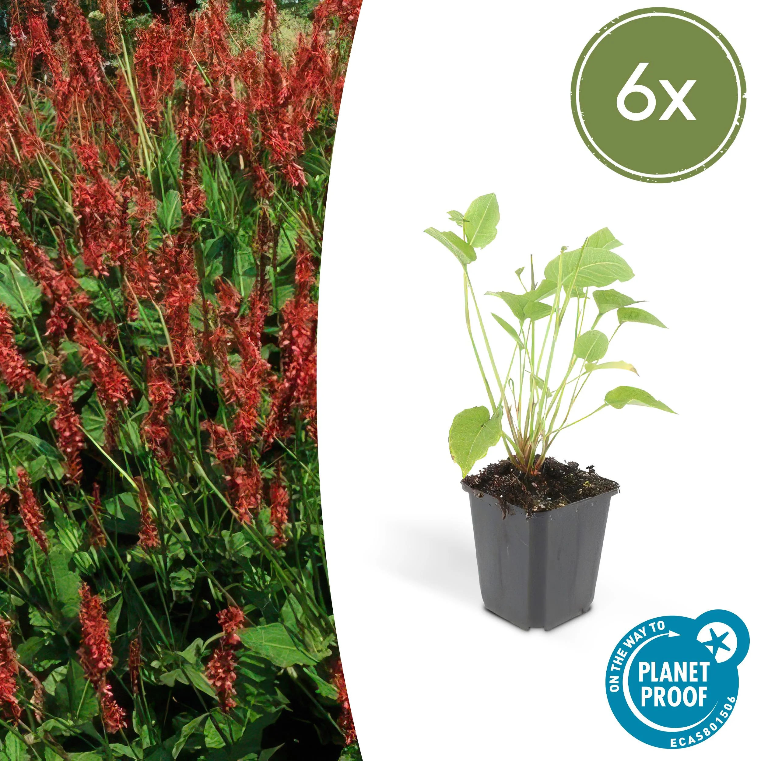 48x Persicaria amplexicaulis - ↕10-25cm - Ø9cm Bild 1